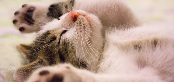 Il Black Friday anche per gli animali